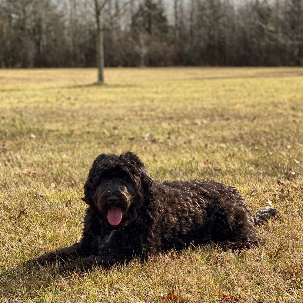 Meet your Posher, Karra - Picture 2 of 3